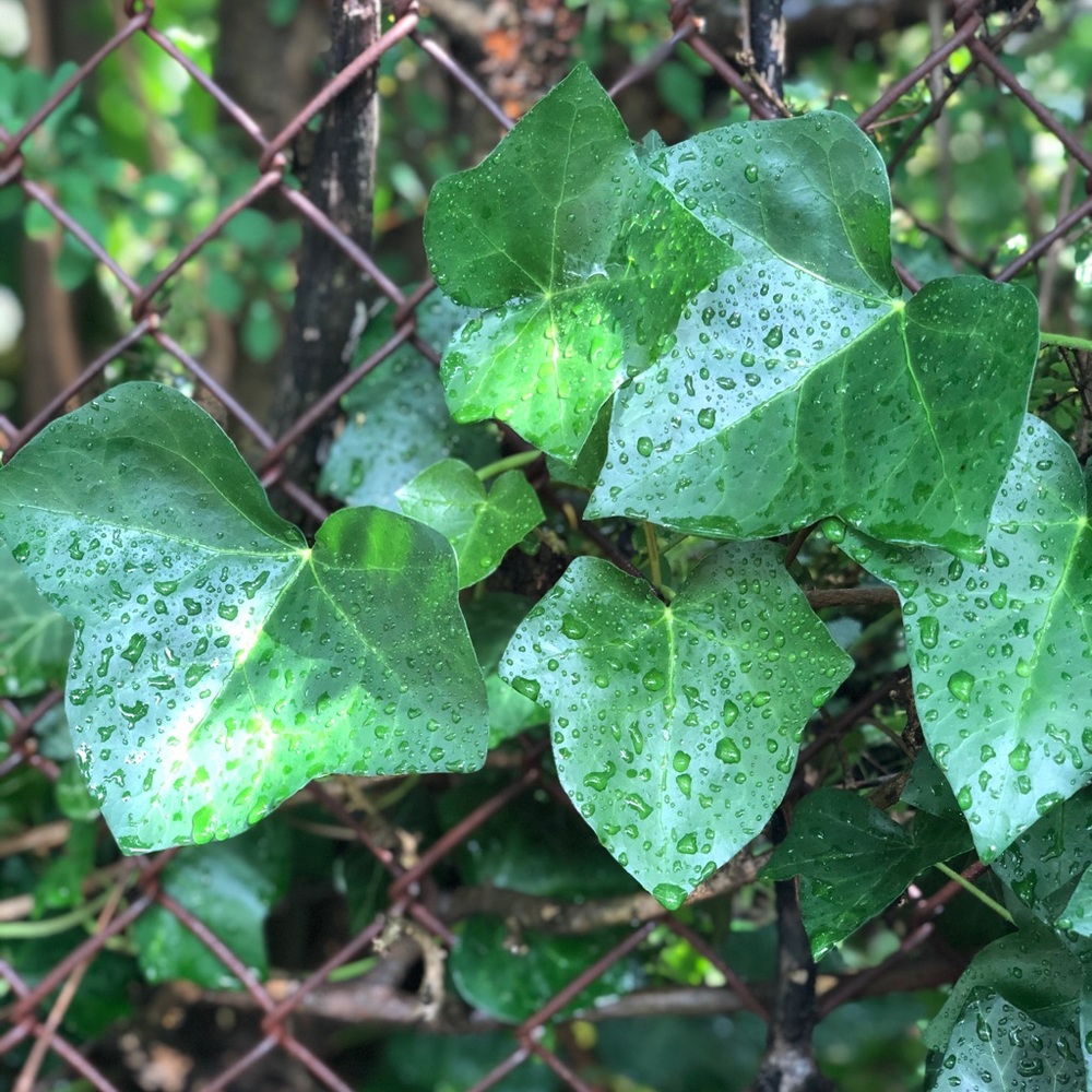 Meet your Posher, Marie